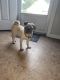 Pug Puppies for sale in Conyers, GA, USA. price: $4,000