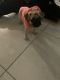 Pug Puppies for sale in Palm Coast, FL, USA. price: NA