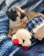 Pug Puppies for sale in Livonia, MI, USA. price: NA