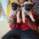 Pug Puppies for sale in Hoskote, Karnataka, India. price: NA