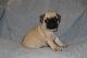 Pug Puppies for sale in Windsor, CT 06095, USA. price: $1,000