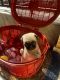 Pug Puppies for sale in Bali, West Bengal 711410, India. price: 14000 INR