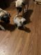 Pug Puppies for sale in Everett, PA 15537, USA. price: $800
