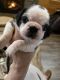 Pug Puppies for sale in New London, OH 44851, USA. price: $950