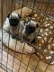 Pug Puppies for sale in Stockton, CA, USA. price: NA