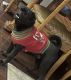 Pug Puppies for sale in Victorville, CA 92394, USA. price: $400