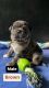 Pug Puppies for sale in Buda, TX 78610, USA. price: $2,000