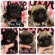Pug Puppies for sale in Marianna, AR 72360, USA. price: NA