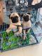 Pug Puppies for sale in Vijaya Bank Layout, Bommanahalli, Bengaluru, Karnataka 560076, India. price: 15 INR