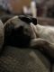 Pug Puppies for sale in Willow Springs, MO 65793, USA. price: NA