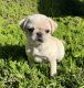 Pug Puppies for sale in San Diego, CA, USA. price: $600