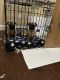 Pug Puppies for sale in Manteca, CA, USA. price: $600