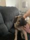 Pug Puppies for sale in Canton, MA, USA. price: $800