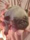 Pug Puppies for sale in Arkansas City, KS 67005, USA. price: NA
