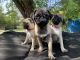 Pug Puppies for sale in Austin, TX, USA. price: $900