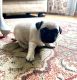 Pug Puppies for sale in Beloit, WI 53511, USA. price: $850