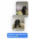 Pug Puppies for sale in Sherman Oaks, Los Angeles, CA, USA. price: $2,000