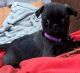 Pug Puppies for sale in Winston-Salem, NC, USA. price: NA