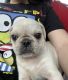 Pug Puppies for sale in Ashby, MA 01431, USA. price: $2,000