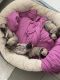Pug Puppies for sale in Maricopa, AZ, USA. price: $650