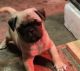 Pug Puppies for sale in Somerset, WI 54025, USA. price: $1,000