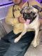 Pug Puppies for sale in Los Angeles, CA 90035, USA. price: $600
