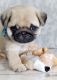 Pug Puppies for sale in Whitwell, TN 37397, USA. price: NA