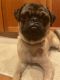 Pug Puppies for sale in Portland, OR, USA. price: $650