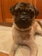 Pug Puppies for sale in Vancouver, WA, USA. price: $700