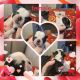 Pug Puppies for sale in Dayton, OH, USA. price: $1,200