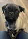Pug Puppies for sale in Las Vegas, NV 89119, USA. price: $700