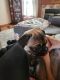 Pug Puppies for sale in Winfield, MO 63389, USA. price: NA