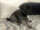 Pug Puppies for sale in De Motte, IN 46310, USA. price: NA