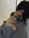Pug Puppies for sale in Beaumont, TX, USA. price: $200