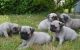 Pug Puppies for sale in Orlando, FL, USA. price: $700