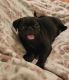 Pug Puppies for sale in Parsons, KS 67357, USA. price: NA