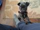 Pug Puppies for sale in Maynardville, TN 37807, USA. price: NA
