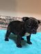 Pug Puppies for sale in Little Rock, AR, USA. price: $600