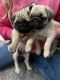 Pug Puppies for sale in Rolla, ND 58367, USA. price: NA