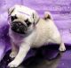 Pug Puppies for sale in Florida's Turnpike, Orlando, FL, USA. price: $700