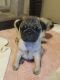 Pug Puppies for sale in Canterbury, CT 06331, USA. price: $120,000