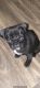 Pug Puppies for sale in Denver, CO 80033, USA. price: $950