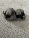 Pug Puppies for sale in Grants Pass, OR, USA. price: $1,500