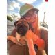 Pug Puppies for sale in Santee, CA, USA. price: NA