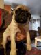 Pug Puppies for sale in Commerce City, CO, USA. price: NA