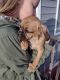 Pug Puppies for sale in VA-677, Virginia 23002, USA. price: $500