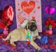 Pug Puppies for sale in Danbury, CT, USA. price: $1,300