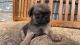 Pug Puppies for sale in Fort Worth, TX 76114, USA. price: NA