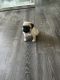 Pug Puppies for sale in Riverside, CA 92505, USA. price: $500