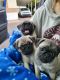Pug Puppies for sale in Apache Junction, AZ 85119, USA. price: $500